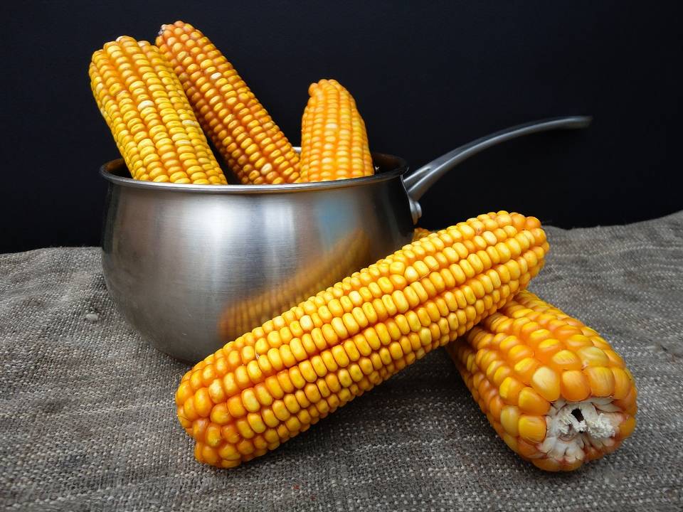 Польза и вред кукурузы для здоровья
