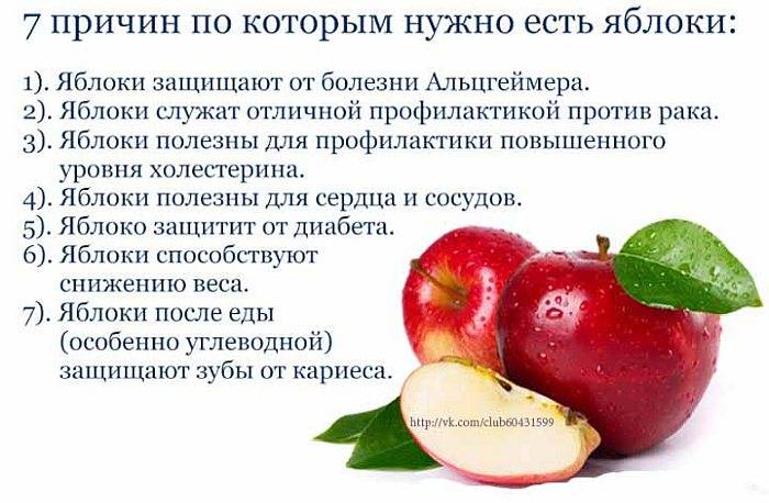 Яблоки: польза и вред для организма человека