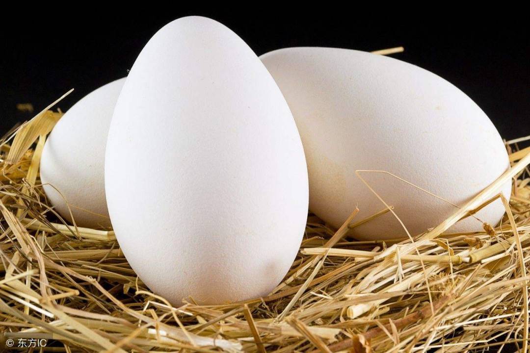 Гусиные яйца польза и вред. можно ли есть гусиные яйца: польза и вред для нашего организма. можно ли есть утиные и гусиные яйца