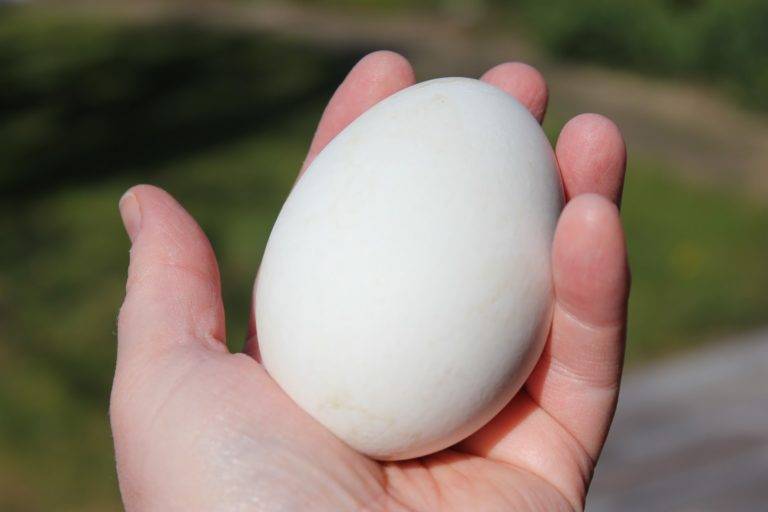 Гусиные яйца: польза или вред