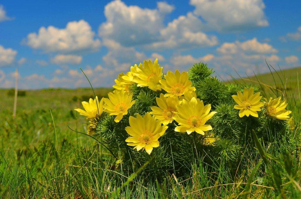 Адонис весенний: описание растения и красивые фотографии цветков