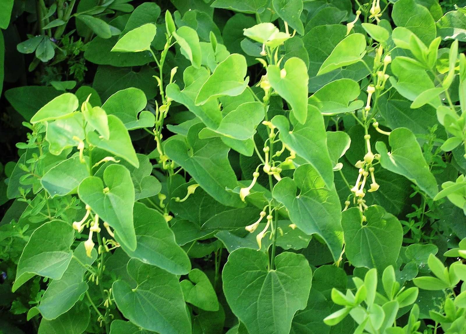 Кирказон ломоносовидный (обыкновенный) – aristolochia clematis l.семейство кирказоновые – aristolochiaceae