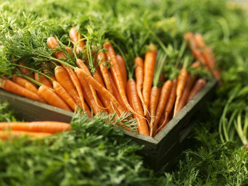 Можно ли употреблять ботву моркови: её полезные свойства и противопоказания