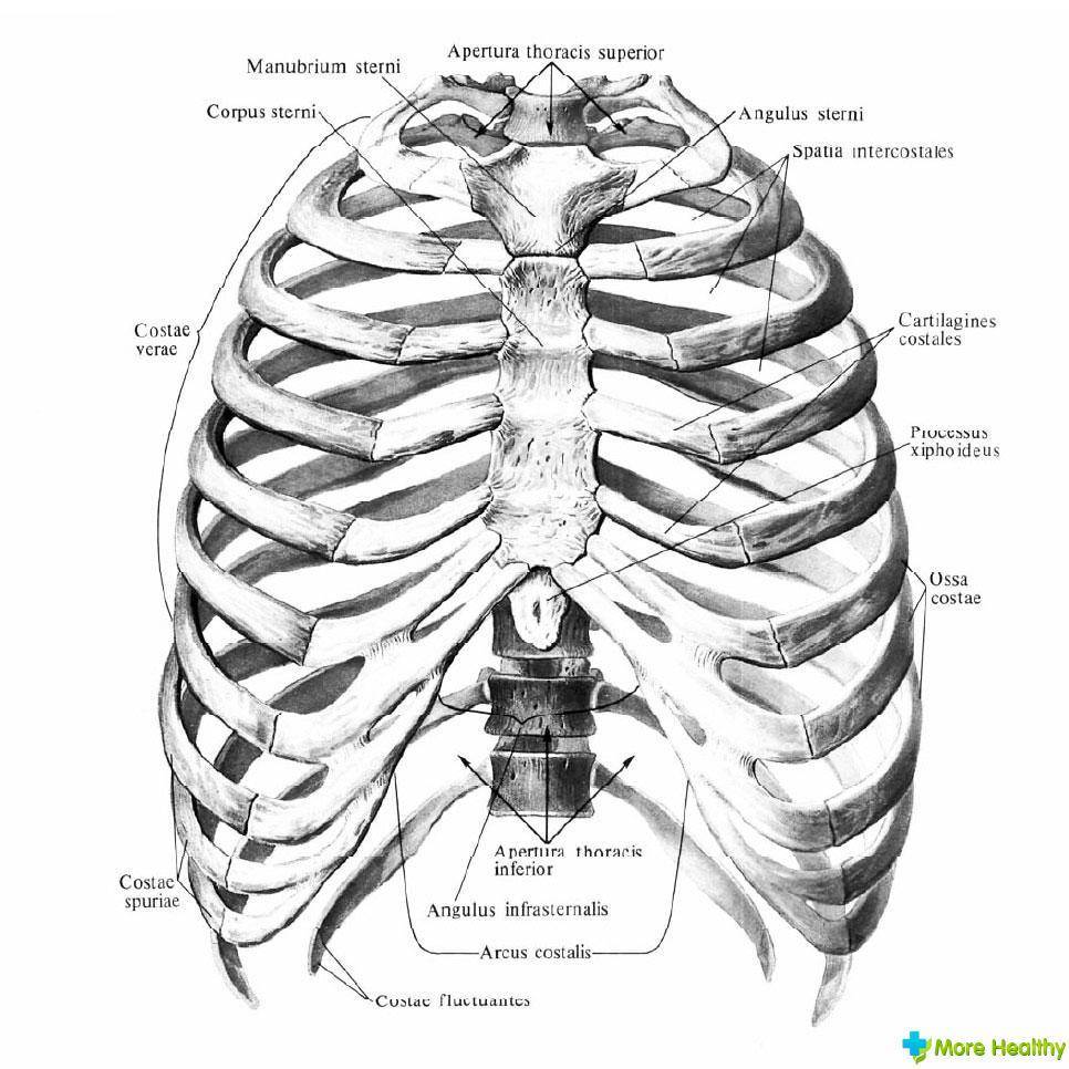 Показать ребра человека. Строение грудины анатомия латынь. Кости грудной клетки человека анатомия. Грудная клетка строение анатомия латынь. Грудная клетка анатомия Синельников.
