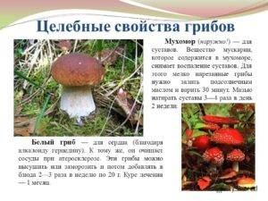 Польза и вред белых грибов для организма