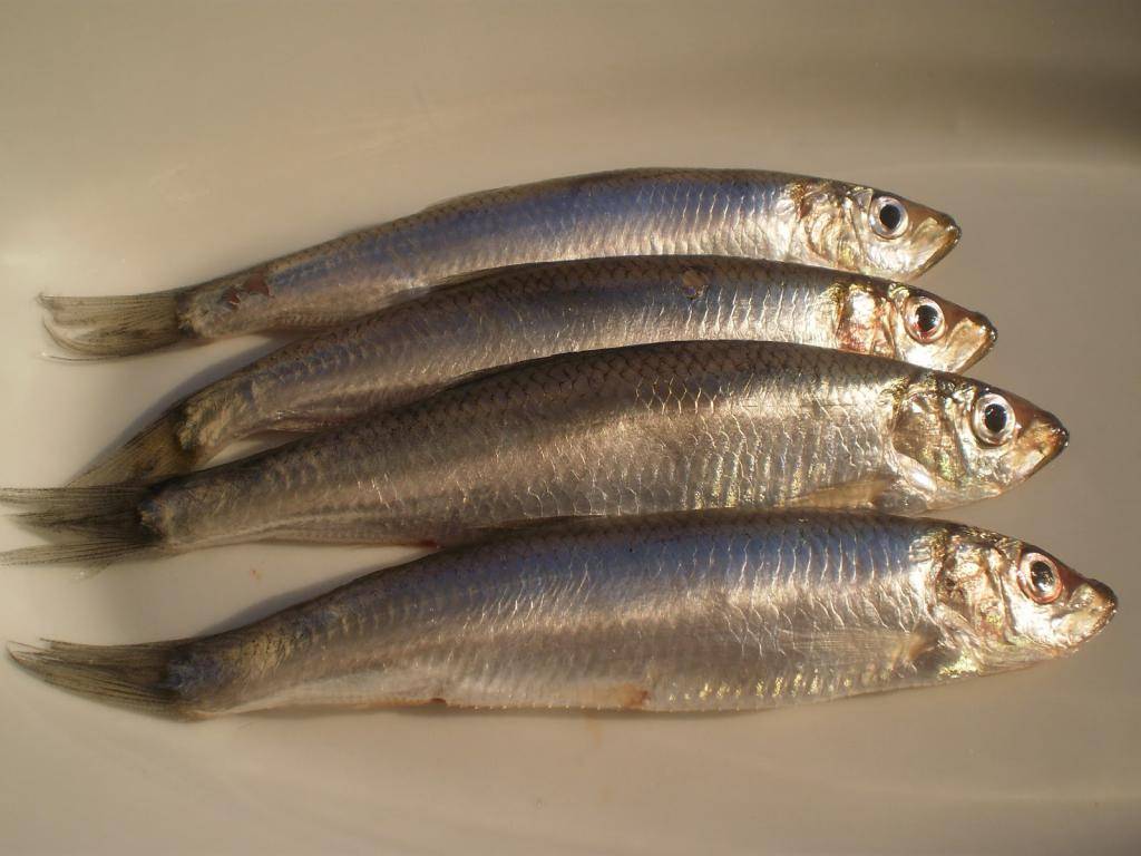 Килька: польза и вред маленькой рыбки. как употреблять кильку для пользы, потенциальный вред кильки при заболеваниях желудка