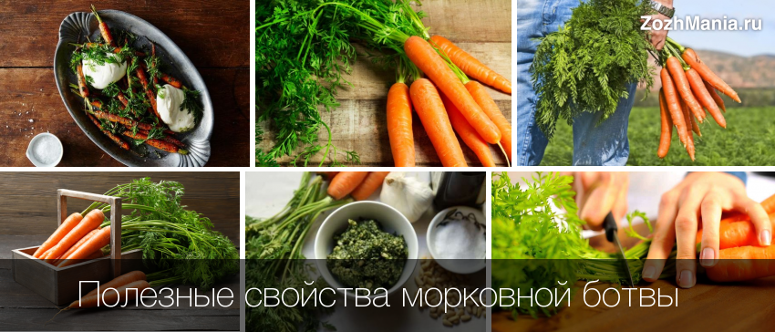 Ботва моркови: полезные свойства, противопоказания, польза и вред