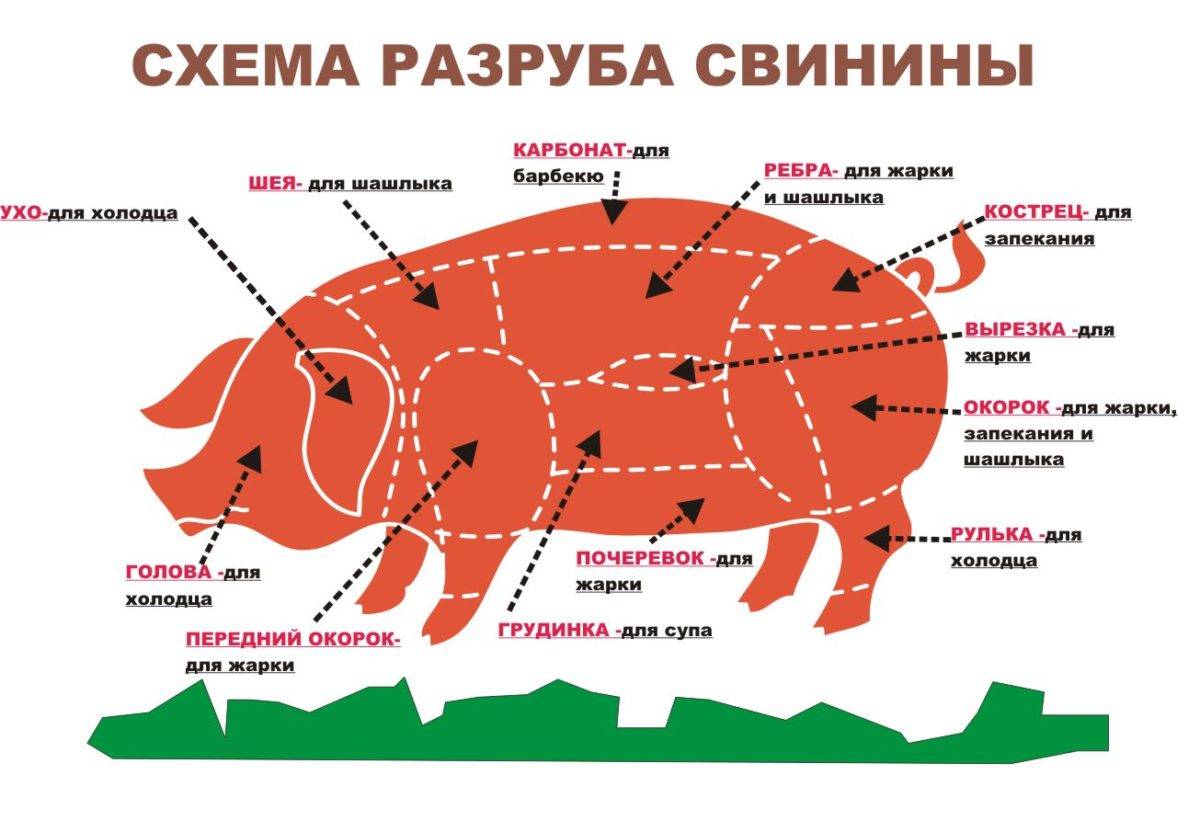 Свинина: польза и вред для организма