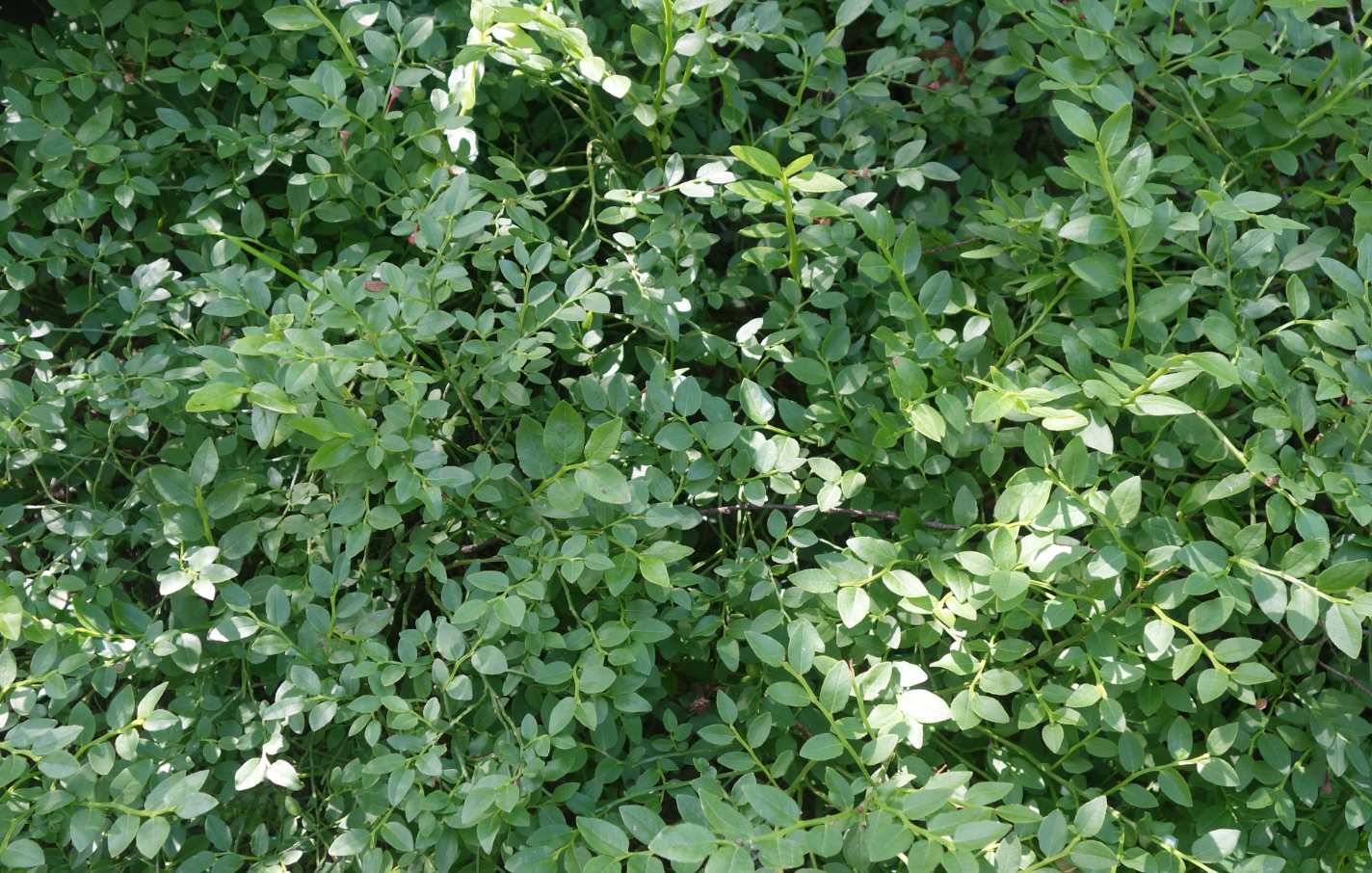 Листья черники: полезные свойства и противопоказания, возможный вред