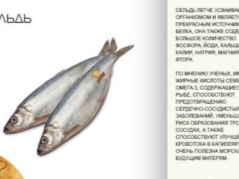 Рыба пеленгас содержание полезных веществ, польза и вред, свойства