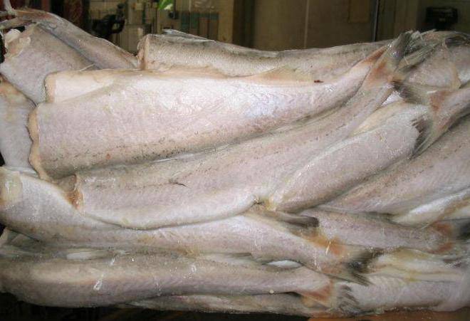 Рыба пеленгас – фото и описание