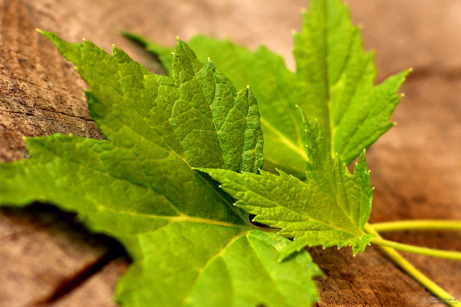 Полезные свойства листьев смородины