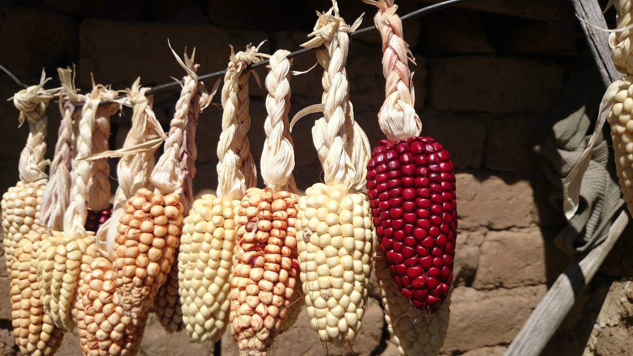 Как замочить кукурузу для посадки и вырастить из готовых семян богатый урожай