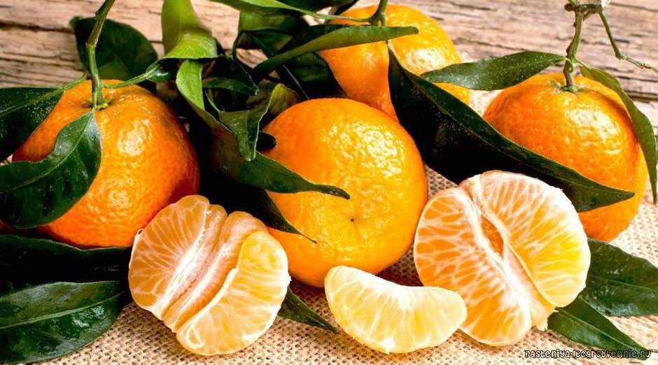 Красные апельсины: польза и вред для здоровья