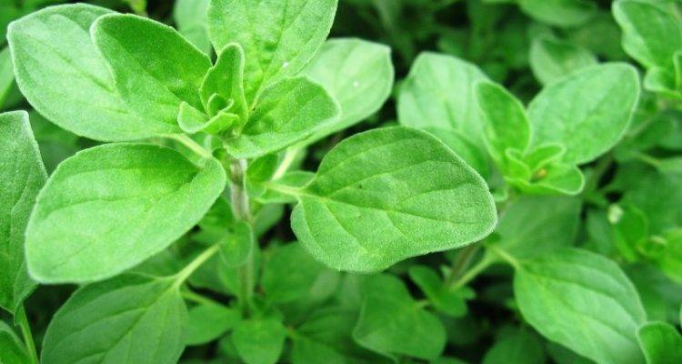 Растение майоран: описание, применение, лечебные свойства