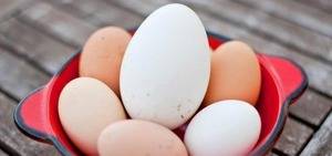 Чем полезны гусиные яйца