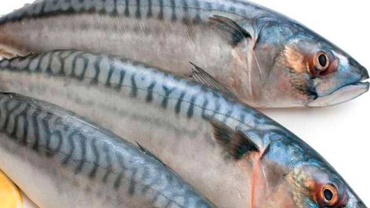 Рыба салака. калорийность и польза салаки