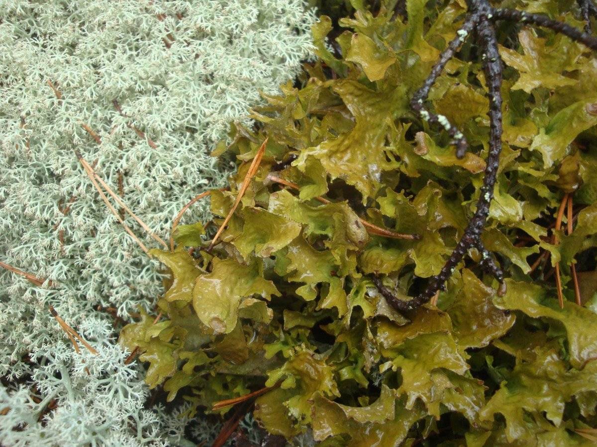 Исландский мох: его лечебные свойства и применение