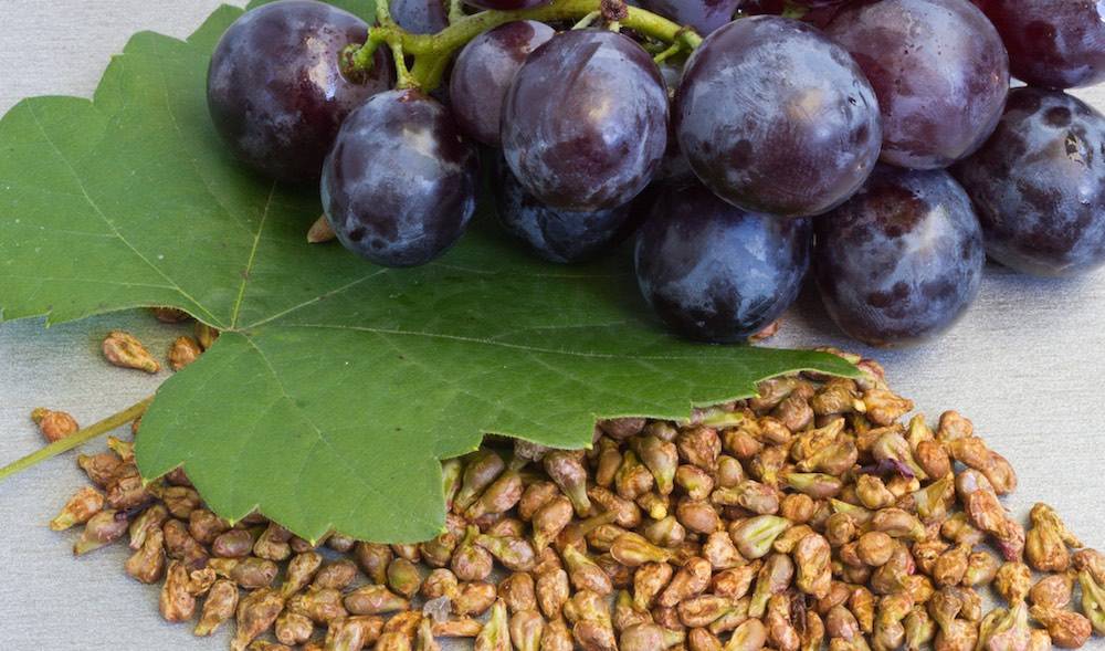 Виноград: гроздья чистого здоровья