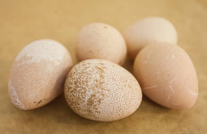 Как варить индюшиные яйца