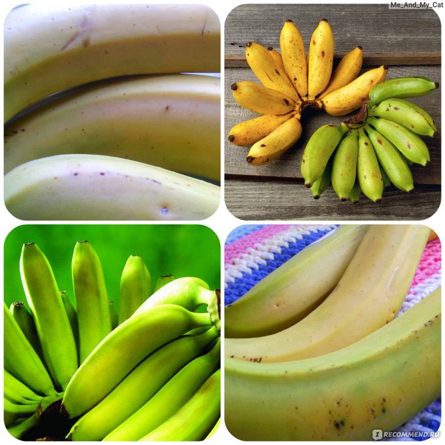 Чем полезны бананы для женщин и как их правильно употреблять с пользой, а не во вред?