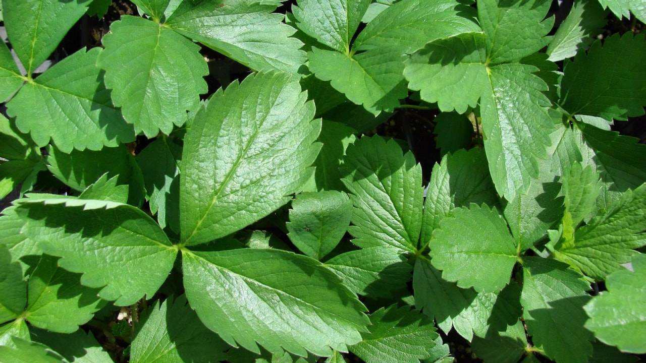 Лечебные свойства и противопоказания для применения листьев земляники