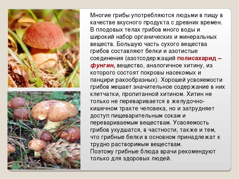 Полезны ли грибы для человека?