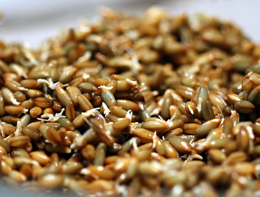 Пророщенная пшеница: польза и вред, советы врачей, блюда
