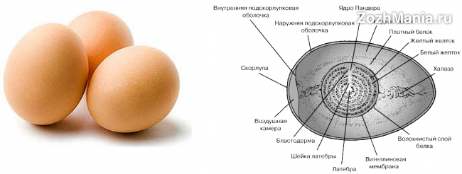 Вареные яйца: польза и вред для организма