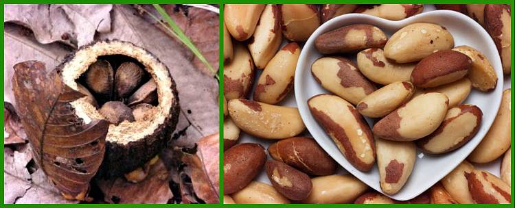 Состав и свойства бразильского ореха, польза и вред