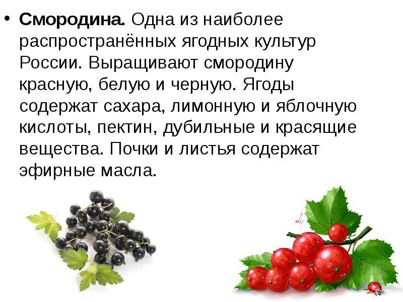 Польза и вред ягод и листьев смородины для организма