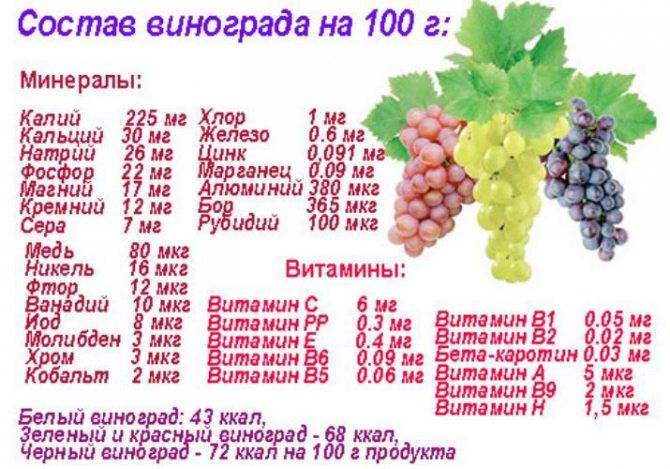 Польза и вред винограда для организма человека. состав, калорийность