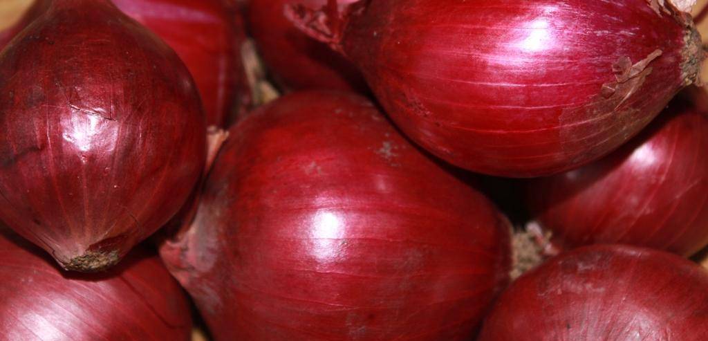 Красный лук: полезные свойства, вред и рецепты