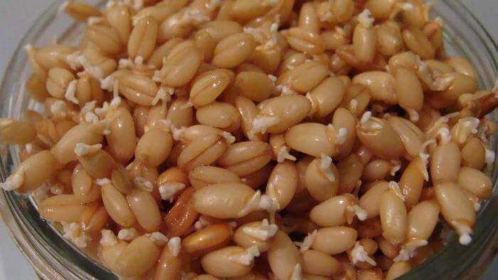 В чем польза пророщенной пшеницы, и как правильно ее принимать