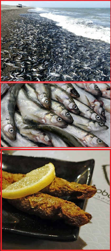 Чем полезна щука, свойства и фото рыбы