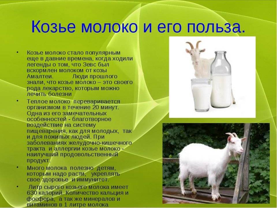 Козье молоко, польза и вред