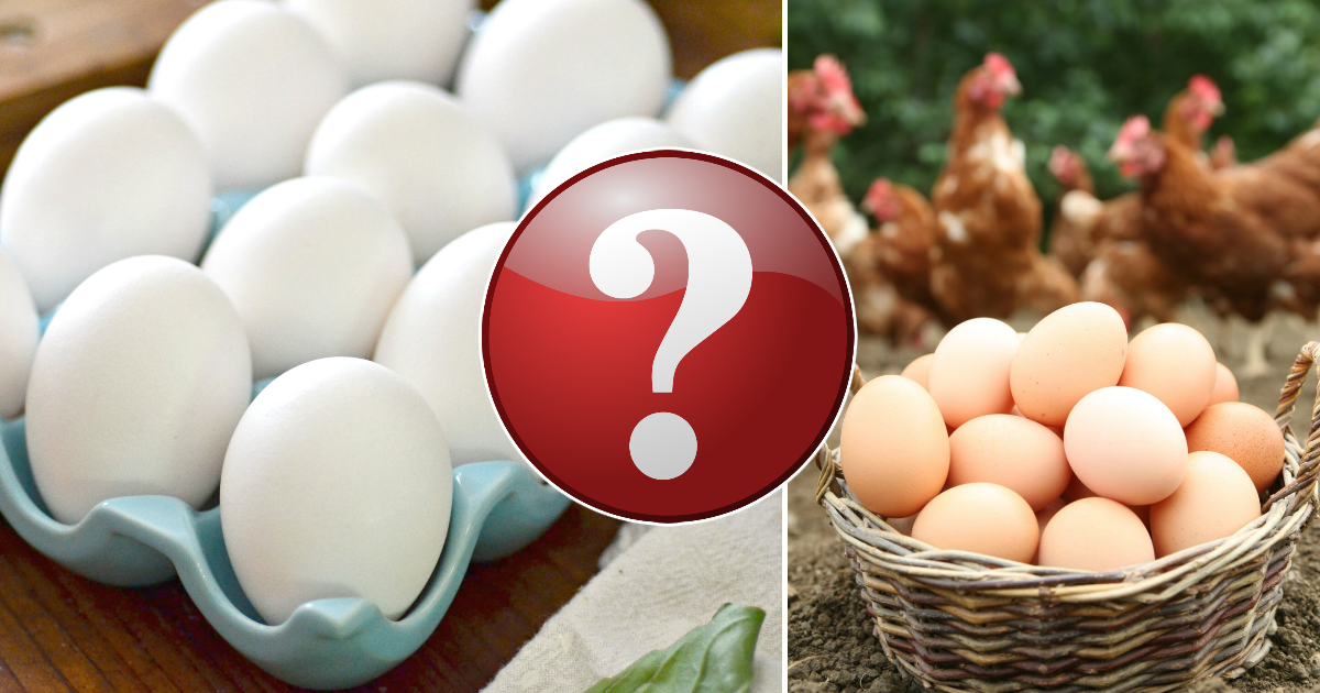 Чем отличаются белые куриные яйца от коричневых и какие лучше покупать