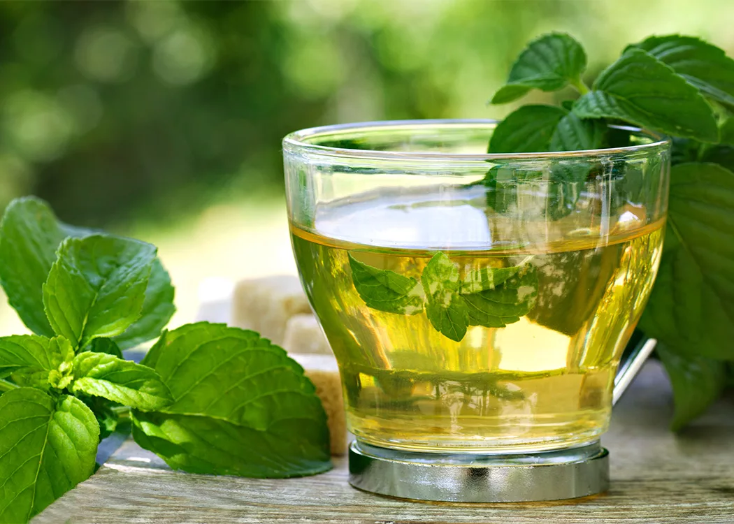 Чай с душицей – польза и вред, классический рецепт