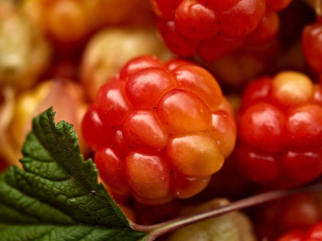 Морошка – полезные свойства и противопоказания царской ягоды