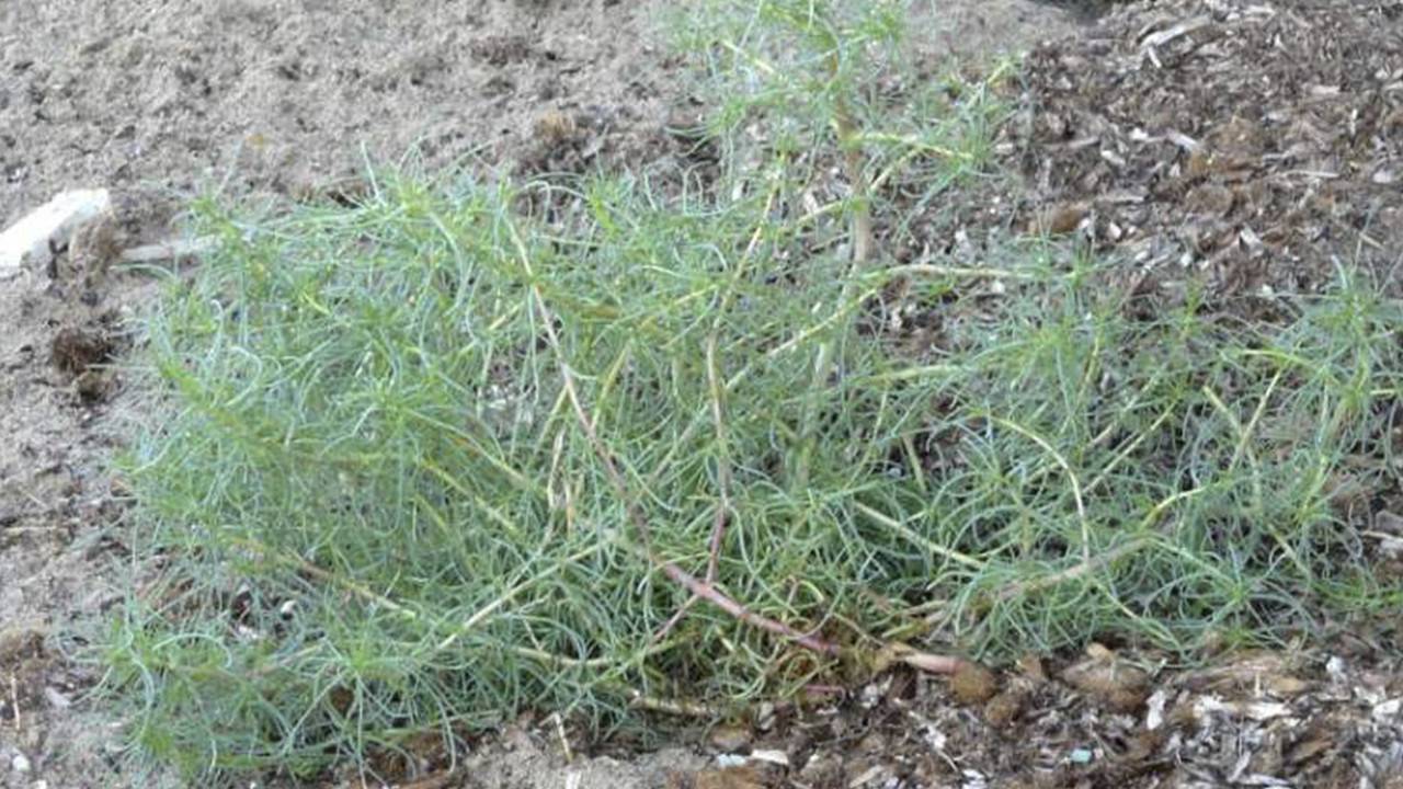 Трава солянка холмовая для лечения печени, поджелудочной, сердца и сосудов