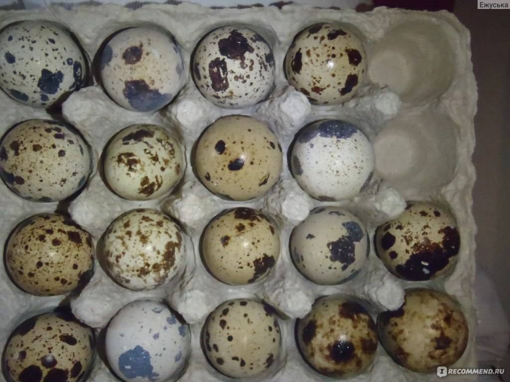 Как можно проверить свежесть куриных и перепелиных яиц?