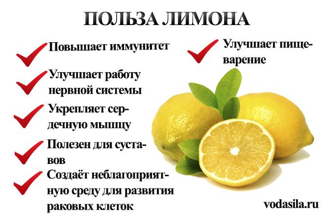 Лимонник китайский: полезные свойства, противопоказания, фото, применение