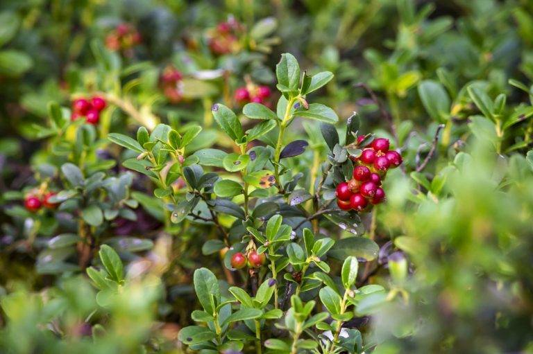 Брусника — польза и вред северной ягоды