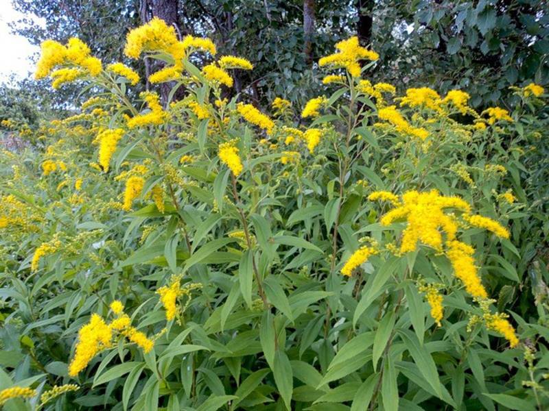 Желтые цветы сорняки многолетники фото и названия