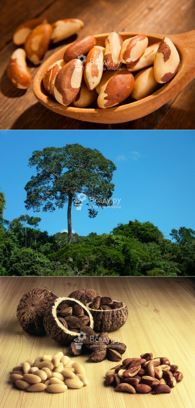 Что такое бразильский орех, на каком дереве растет и как выглядит