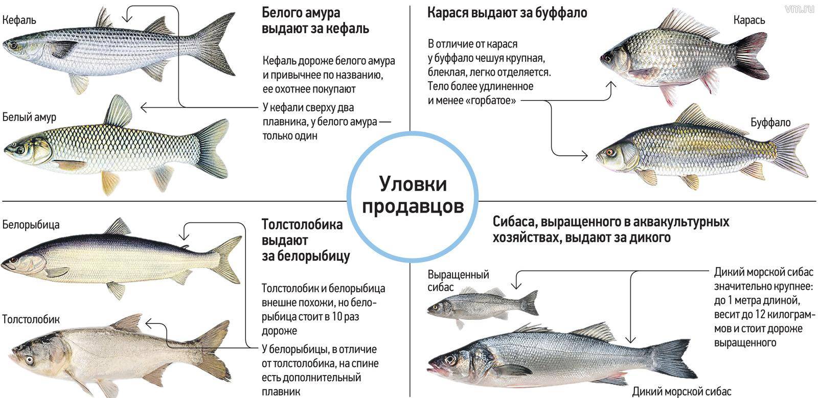 Рыба толстолобик. калорийность и состав толстолобика