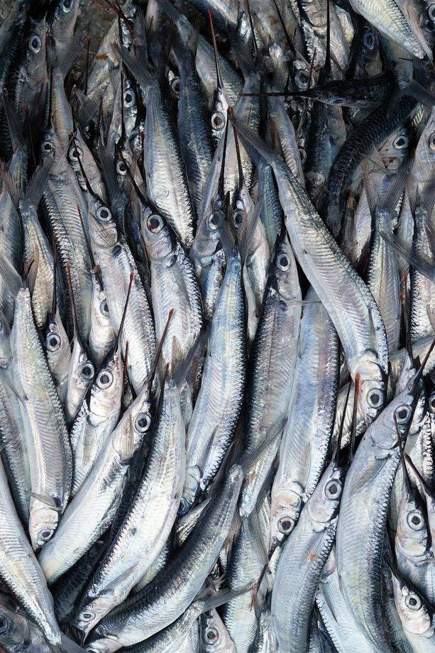 Польза и вред рыбы трески для организма человека