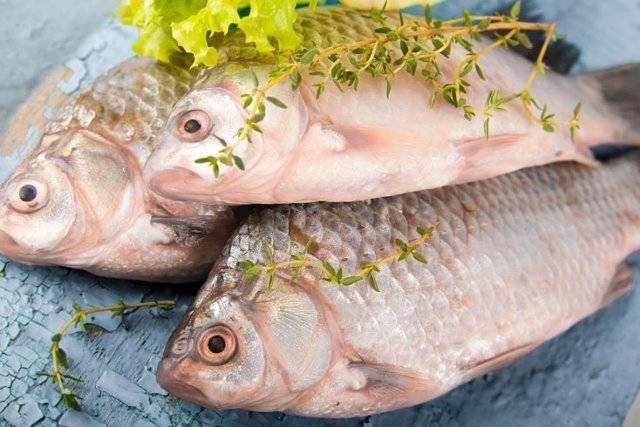 Рыба толстолобик: характеристики, образ жизни, рыбалка и разведение