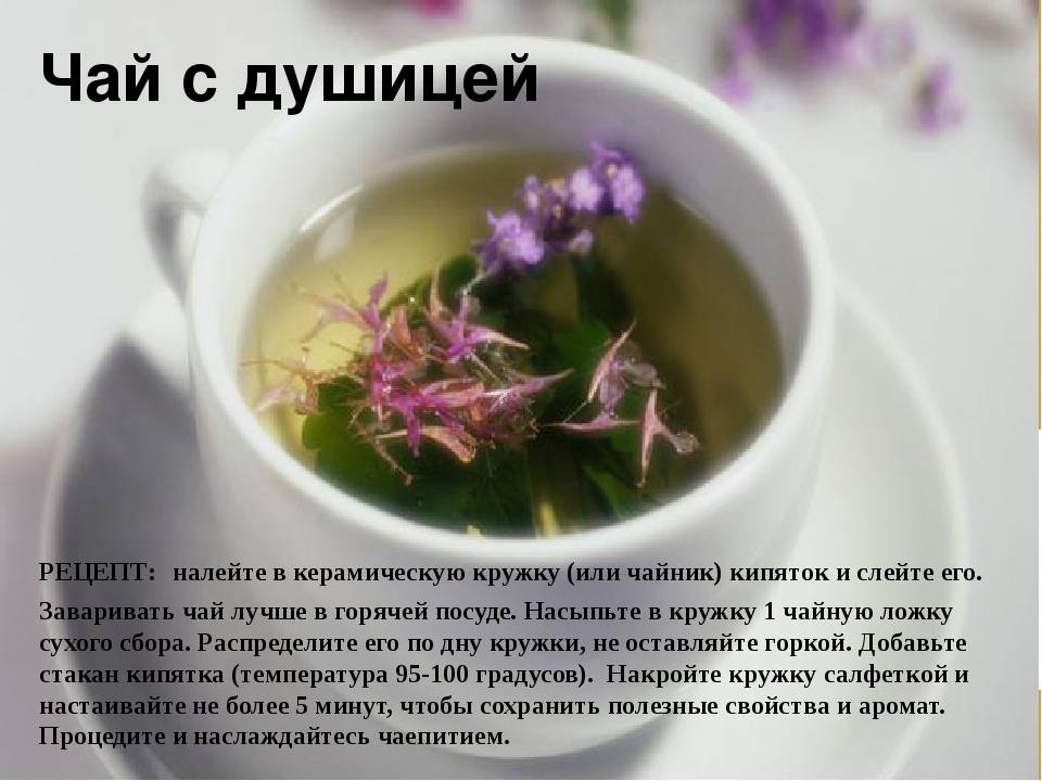 Чай с душицей, польза, вред, рецепты