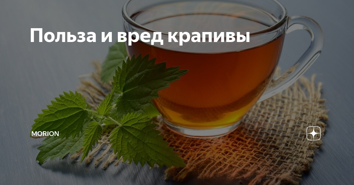 Чай из крапивы: лечебные свойства и противопоказания